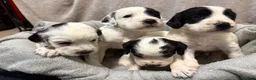 Sprocker dogs for sale: Stunning sprocker spaniels  - Advert 8