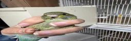 Budgerigars birds for sale: Bf, split bf, cockatiel, normals and canary - Advert 19