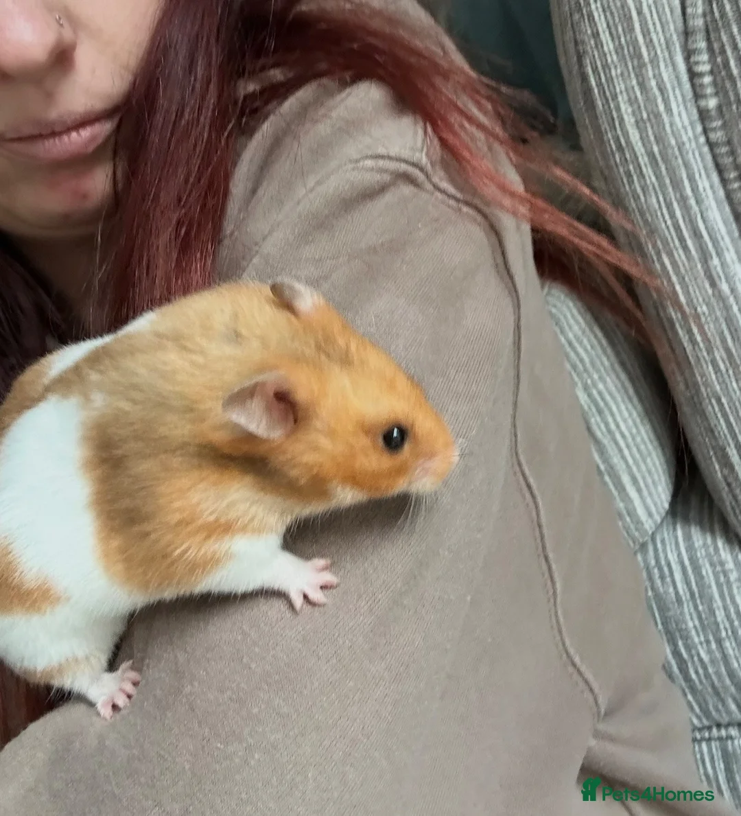 Hamster rodents for sale: Hamster and accessories plz read description  - Advert 1