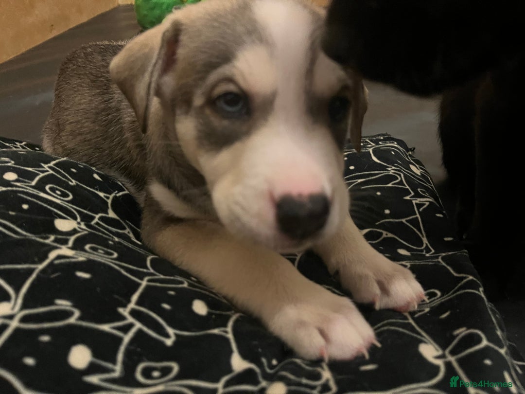 Mixed Breed dogs for sale: Husky/lab/staffi - Image 7