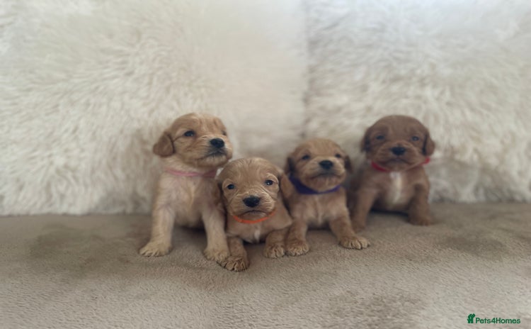 Cockapoo dogs - Advert 4