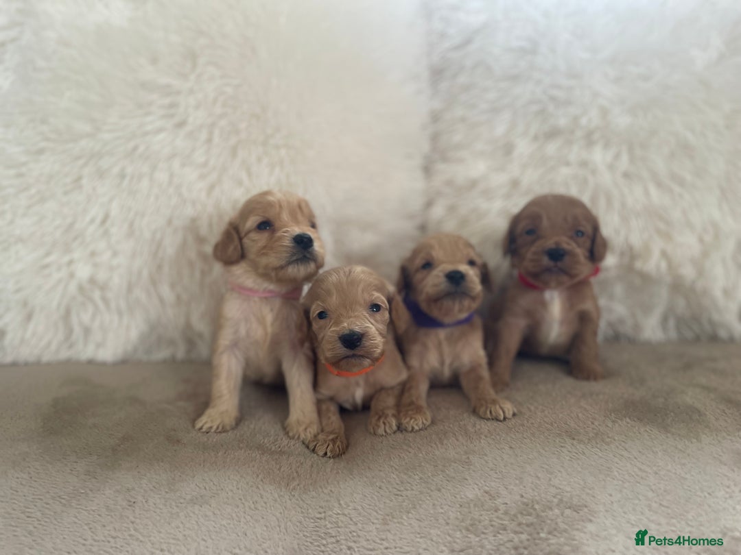 Cockapoo dogs for sale:  f1 cockapoos waiting list open now taking deposit - Image 1