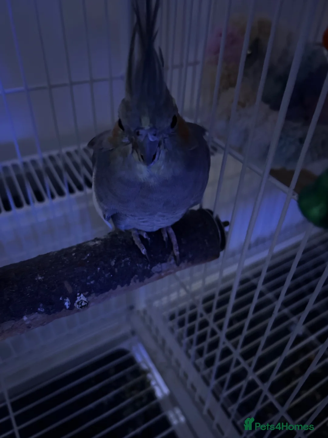 Cockatiels birds for sale: Cockatiel for sale - Advert 4