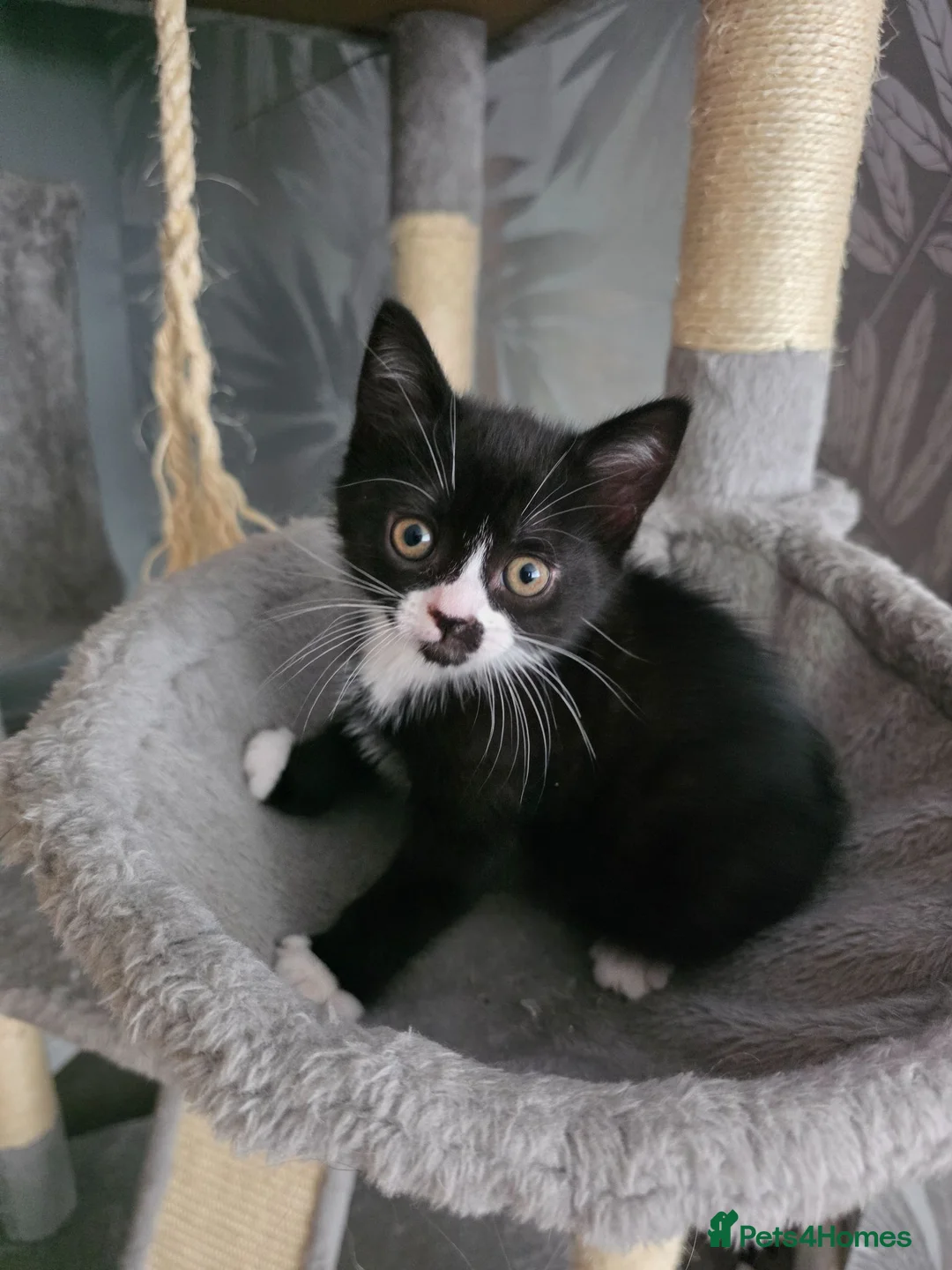 British Shorthair cats for sale: Bsh mixed kittens - Advert 7