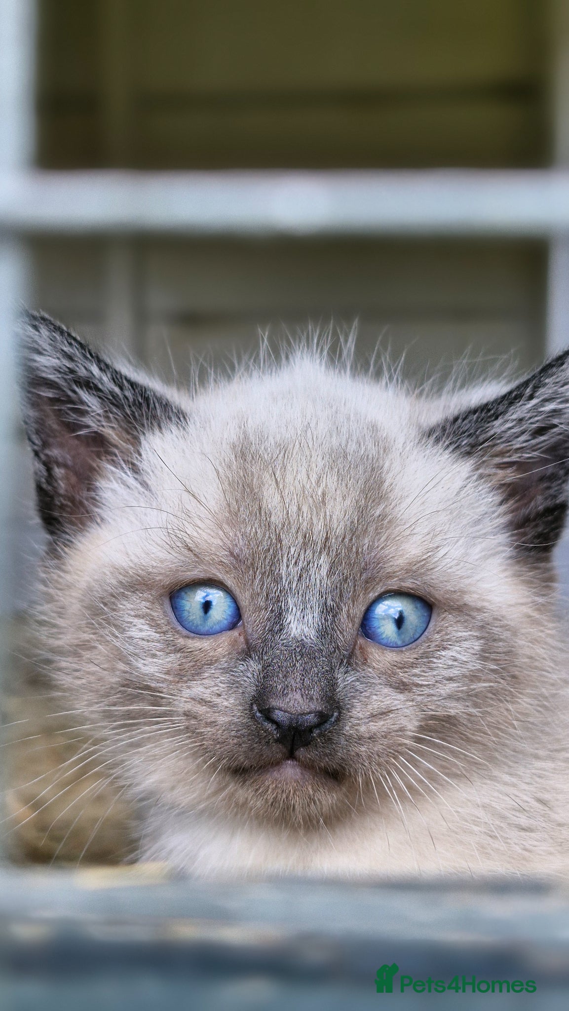 Mixed Breed cats kittens for sale - Advert 2