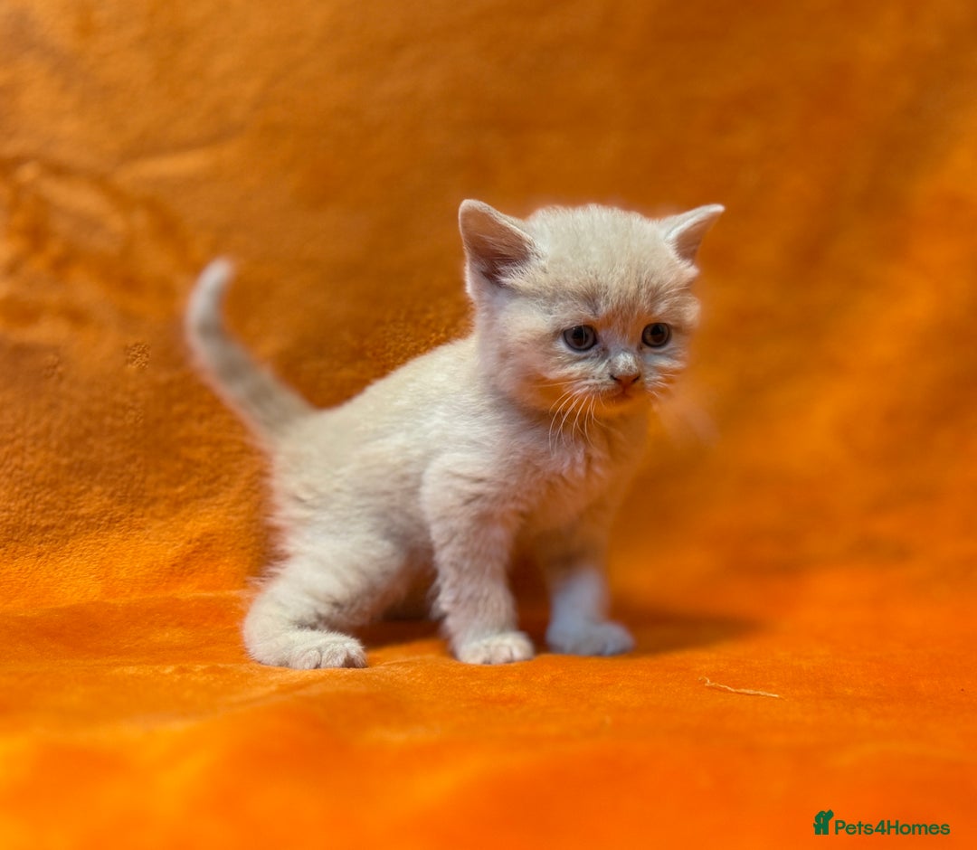 Scottish Fold cats for sale: 🩵Gorgeous Scottish Fold and Straight kittens 🩷 - Advert 6