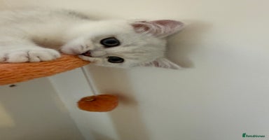 British Shorthair cats - Advert 4