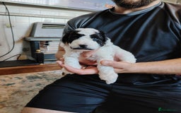 Mixed Breed dogs for sale: 5 Beautiful cocker poochon puppies for sale 😍 - Image 5