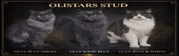 Maine Coon cats for sale: BORN TODAY - BLACK & BLUE SMOKES - Advert 6