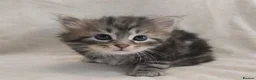 Siberian cats for sale: Pure Siberian kittens  - Advert 4