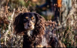 Cocker Spaniel dogs for sale: Cocker Spaniel Pups - Image 1
