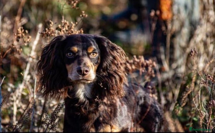 Cocker Spaniel dogs - Advert 1