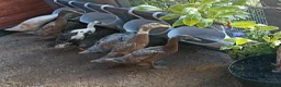 Mixed Breed livestock for sale: Indian Runner ducks  - Advert 12