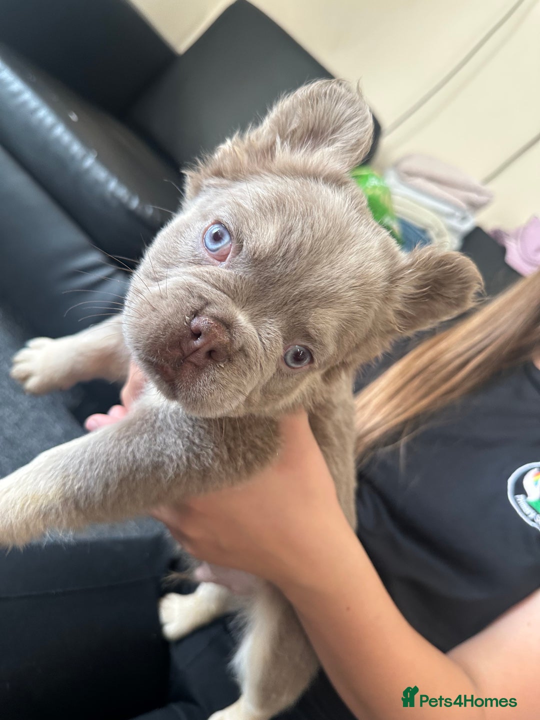French Bulldog dogs for sale: Nice French puppies  - Image 12