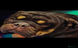 English Bulldog dogs for sale: English Bulldog Pair for Breeding - Image 2