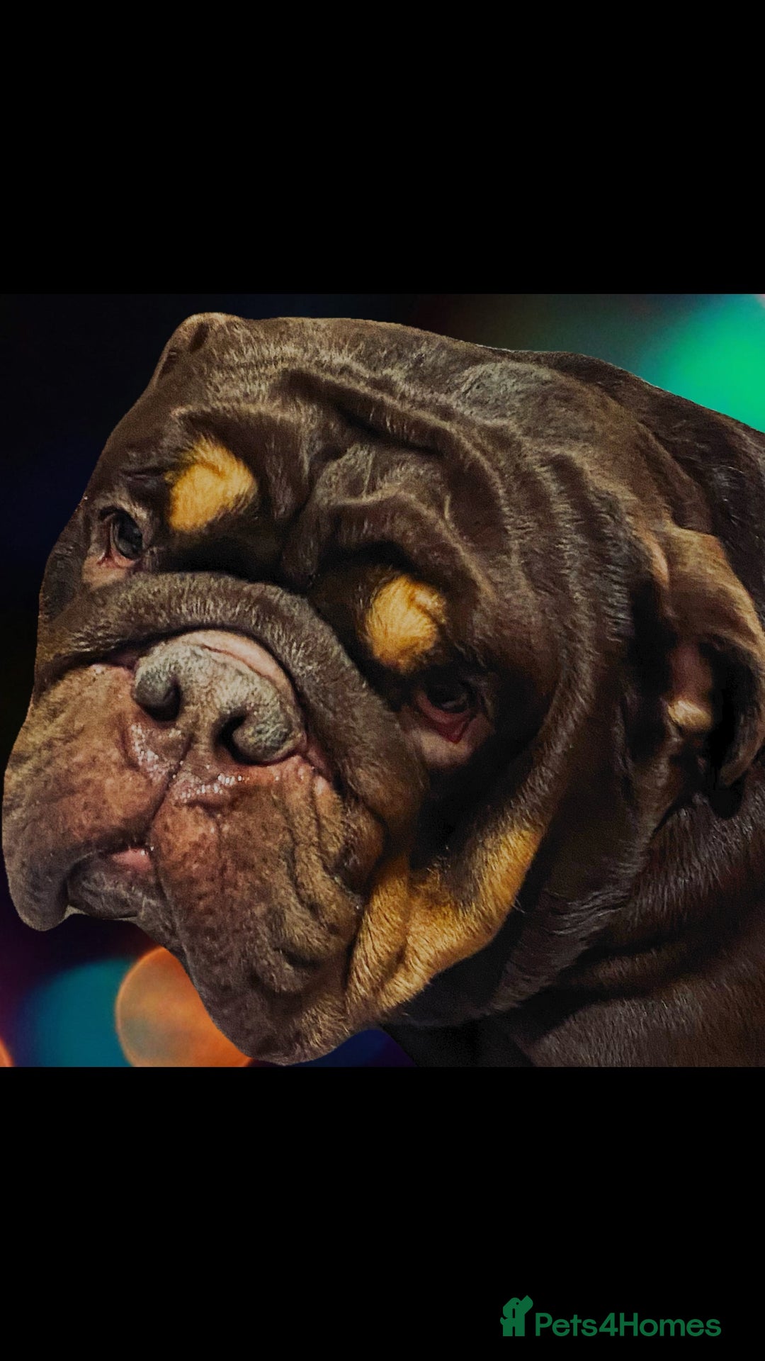 English Bulldog dogs for sale: English Bulldog Pair for Breeding - Image 2
