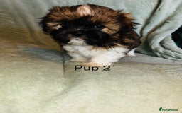 Lhasa Apso dogs for sale: 6 beautiful Lhasa Apso puppies - Image 10