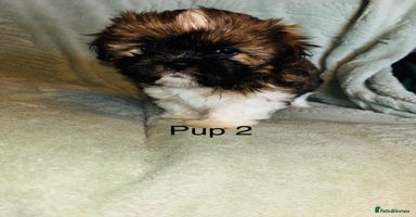 Lhasa Apso dogs - Advert 5