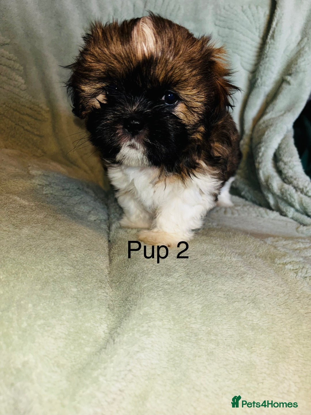 Lhasa Apso dogs for sale: 6 beautiful Lhasa Apso puppies - Image 10
