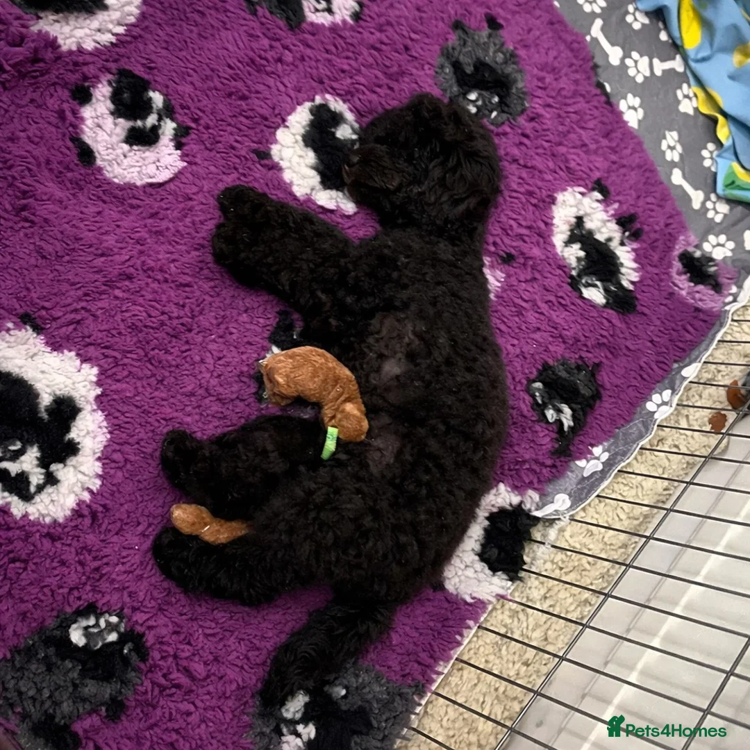 Toy Poodle dogs for sale: KC Reg High Quality Red boy available - Advert 3