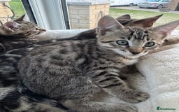 Bengal cats for sale: MARBLED & Spotted BENGALS TiCA Reg 1 kitten left  - Image 13