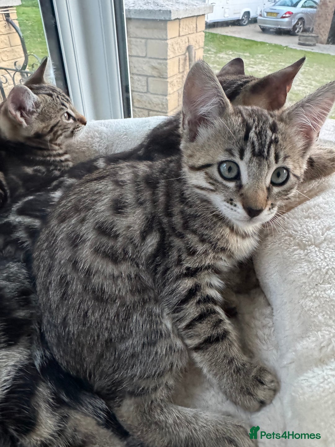Bengal cats for sale: MARBLED & Spotted BENGALS TiCA Reg 1 kitten left  - Image 13