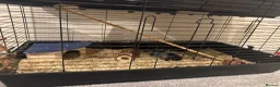 Guinea Pig rodents for sale: 4 x Guinea Pigs & Cage - Advert 2