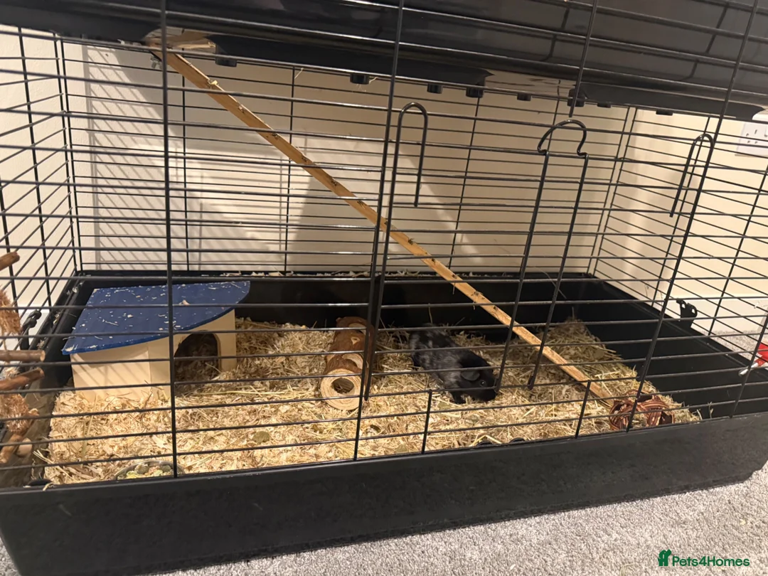 Guinea Pig rodents for sale: 4 x Guinea Pigs & Cage - Advert 2