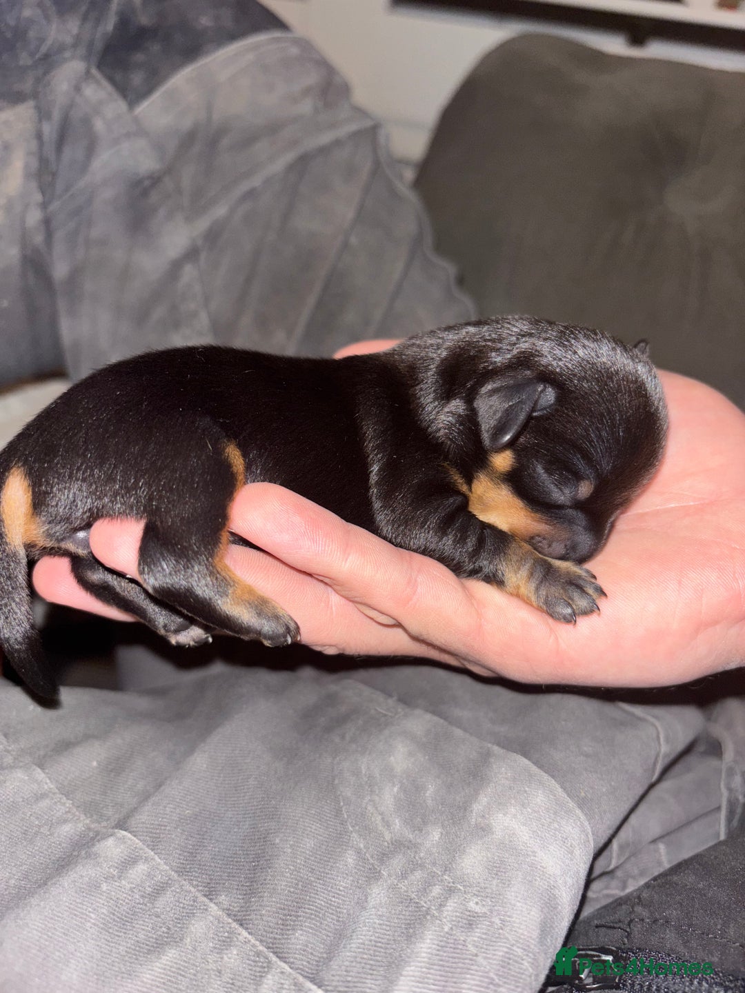Chiweenie dogs for sale: 3 Beautiful chiwennie Girls - Advert 12