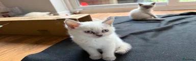 British Shorthair Kitten 2