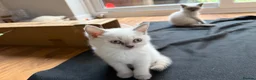 British Shorthair cats for sale: Britishshort hair Pedigree Kittens | DNA Clear  - Advert 2