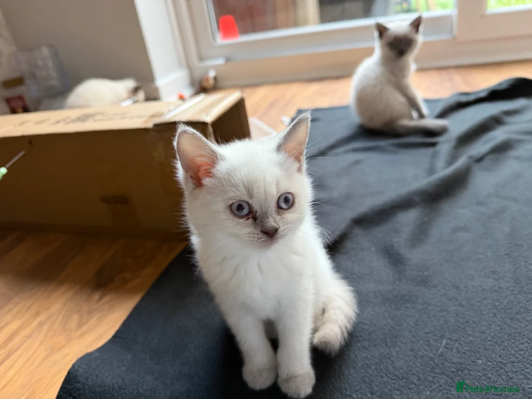 British Shorthair cats for sale: Britishshort hair Pedigree Kittens | DNA Clear  - Advert 2