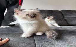 Ragdoll cats for sale: Ragdoll kittens for sale  - Image 6