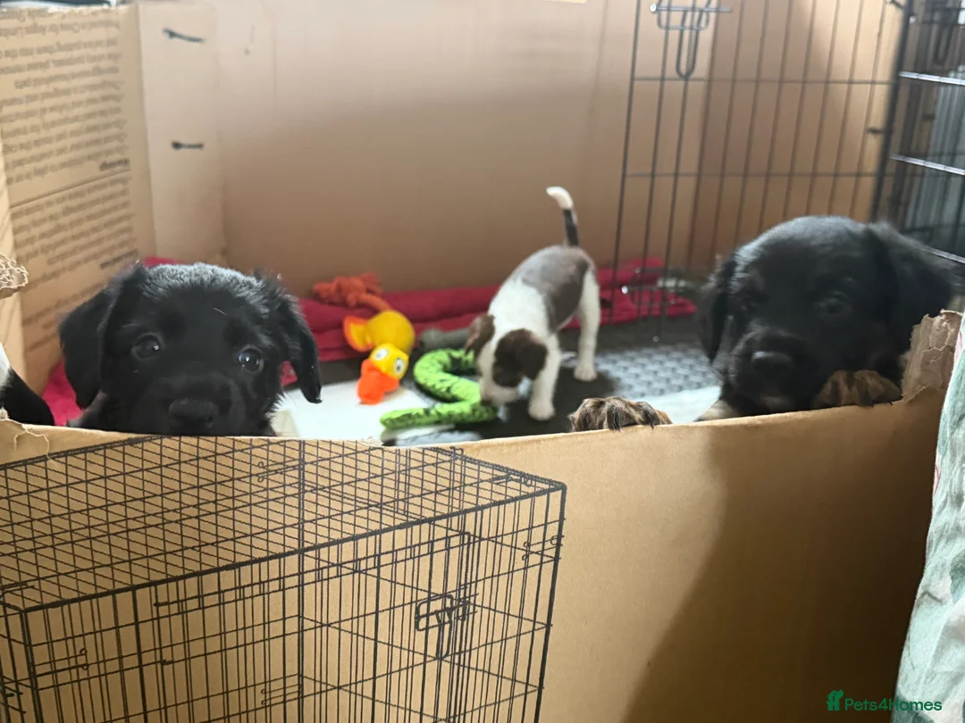 Mixed Breed dogs for sale: Lovely Cockapoo/Border Collie puppies in Abergavenny - Advert 2