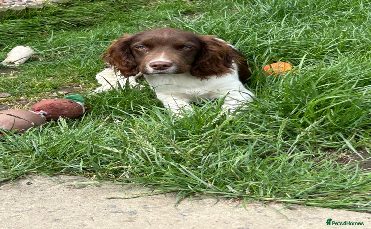 English Springer Spaniel dogs - Advert 1