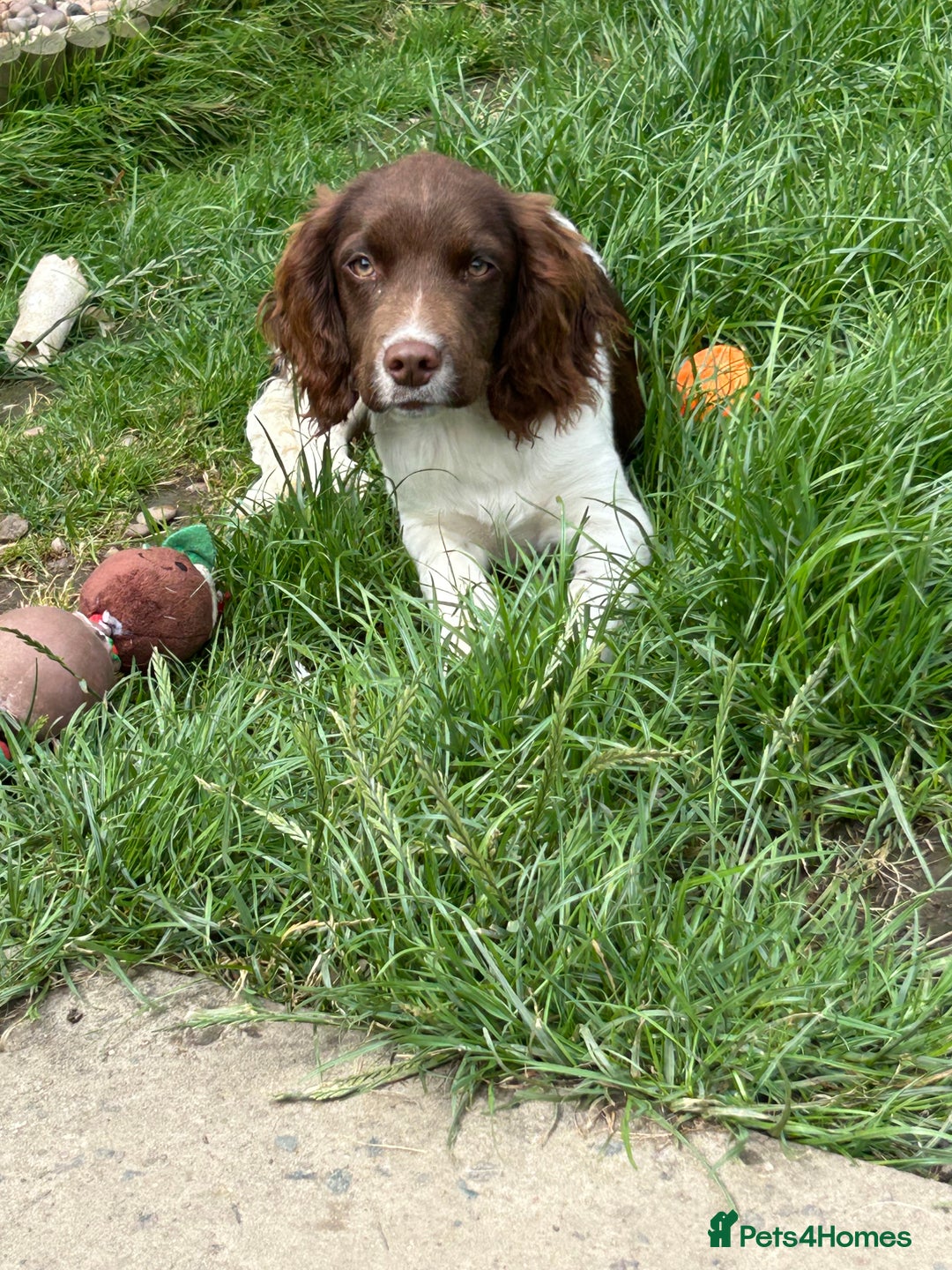 English Springer Spaniel dogs for sale: Female springer spaniel  - Image 1
