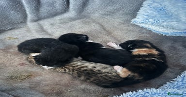 Mixed Breed cats - Advert 14