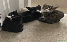 Mixed Breed cats for sale: Beautiful Mixed breed kittens need new homes - Image 1