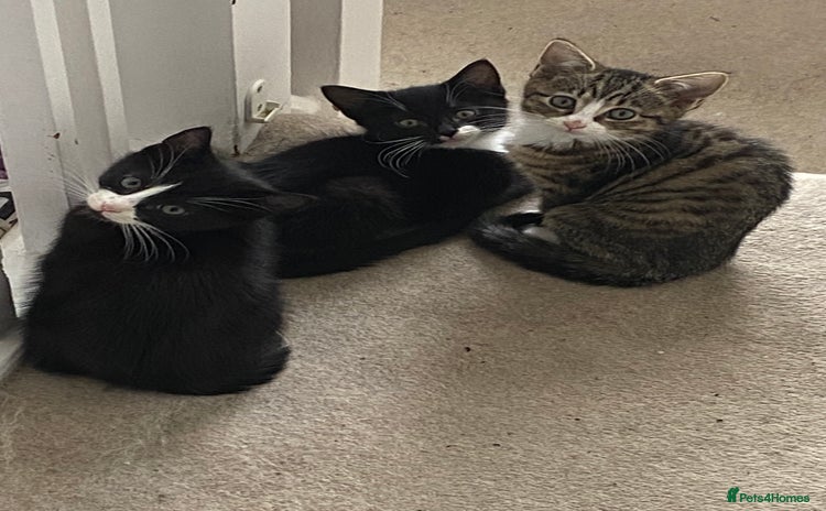 Mixed Breed cats - Advert 10