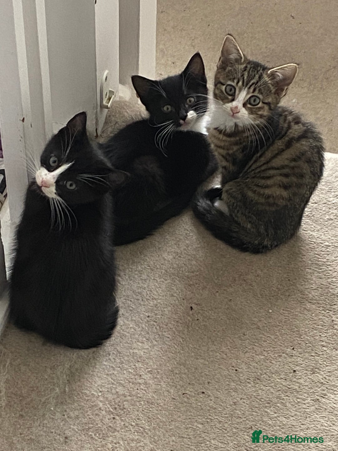 Mixed Breed cats for sale: Beautiful Mixed breed kittens need new homes - Image 1