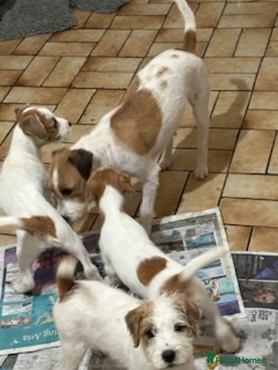Parson Russell dogs for sale: pedigree parson Russell terrier puppy - Advert 3
