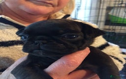 Pug dogs for sale: Platinum pug girls vaccinated Insured microchipped - Image 18