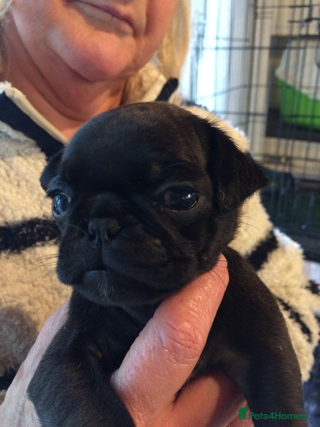 Pug dogs for sale: Platinum pug girls vaccinated Insured microchipped - Image 18