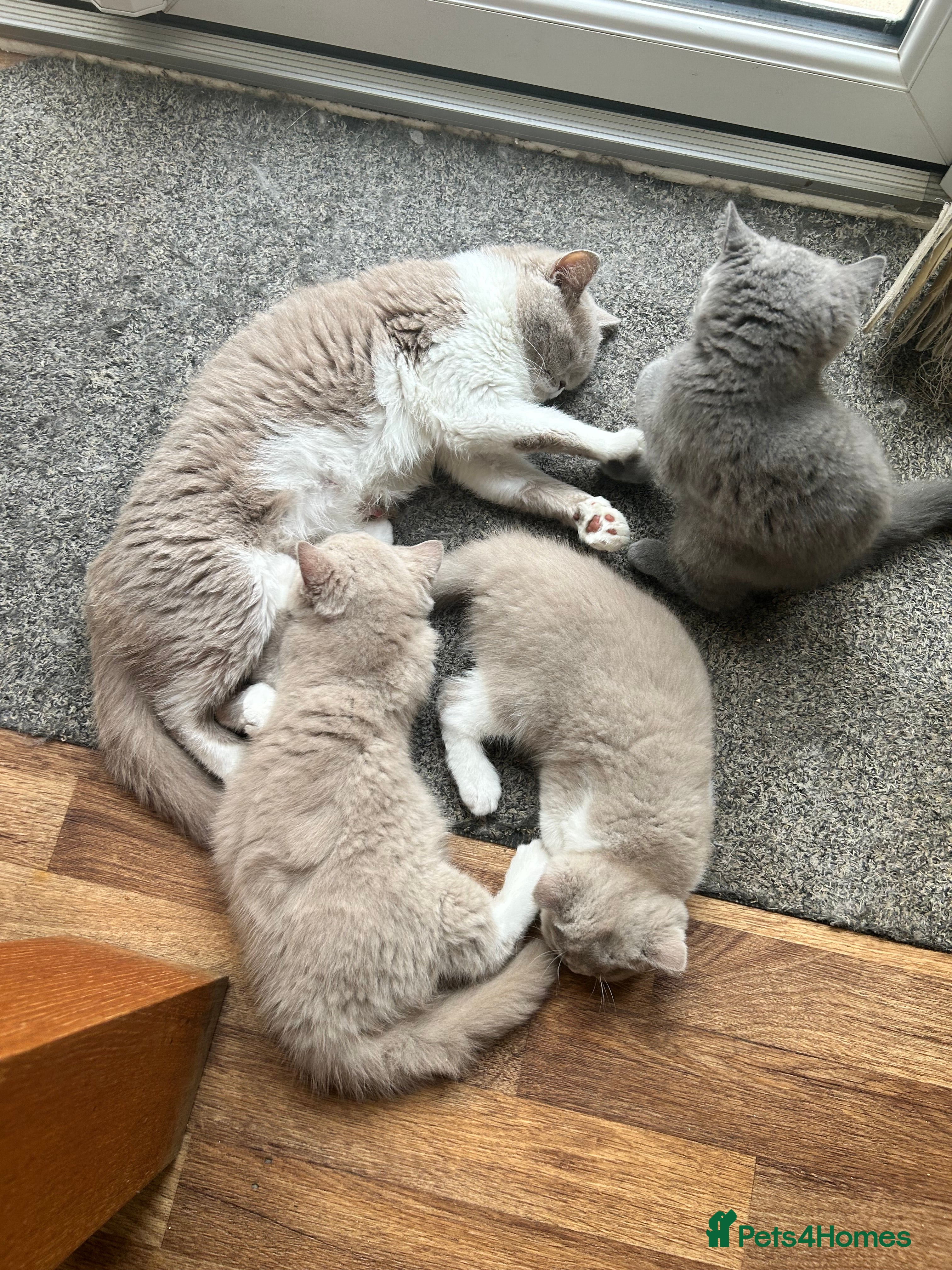 British Shorthair cats PEDIGREE British Short Hair kittens - Advert 2