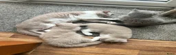 British Shorthair cats for sale: PEDIGREE British Short Hair kittens - Advert 2
