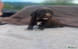 Cocker Spaniel dogs for sale: Working Cocker Spaniel Puppies  - Image 3