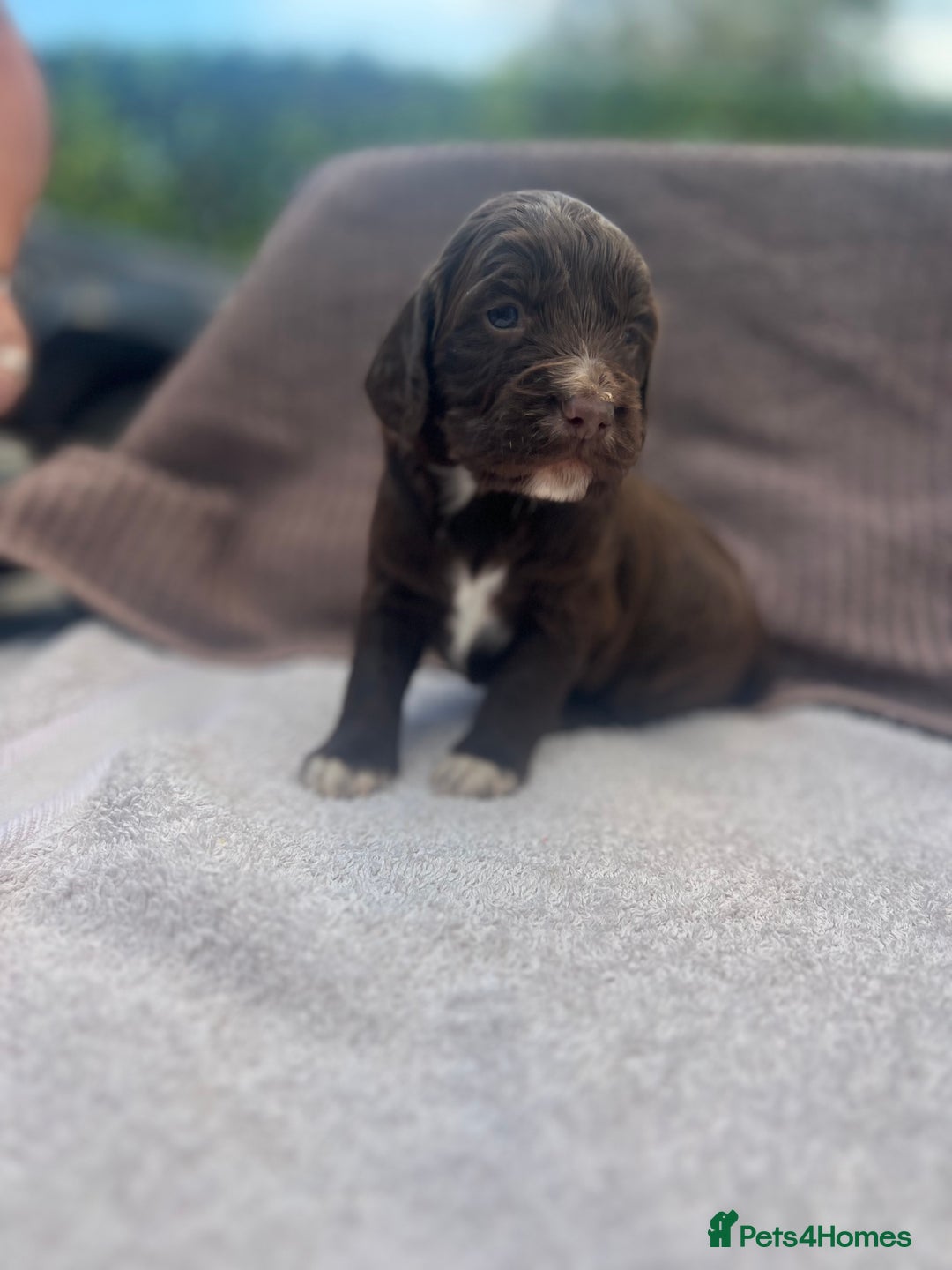 Cocker Spaniel dogs for sale: Working Cocker Spaniel Puppies  - Image 3