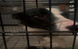 Border Collie dogs for sale: 1 year old border collie(boy) - Image 4
