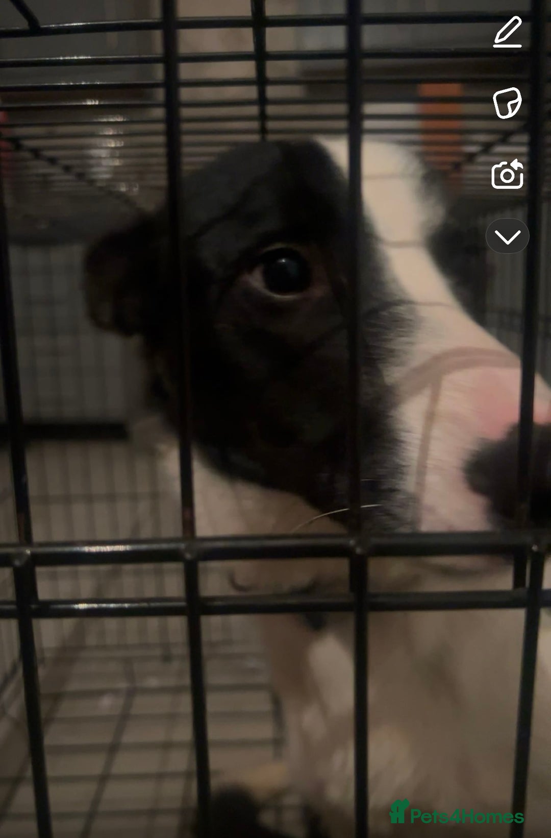 Border Collie dogs for sale: 1 year old border collie(boy) - Image 4