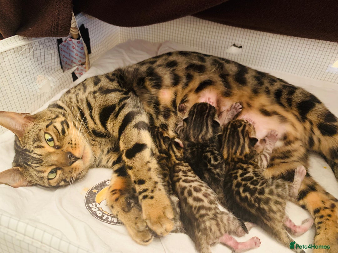 Bengal cats for sale: High Quality Rosetted Pure Breed Bengal in Chigwell - Image 10
